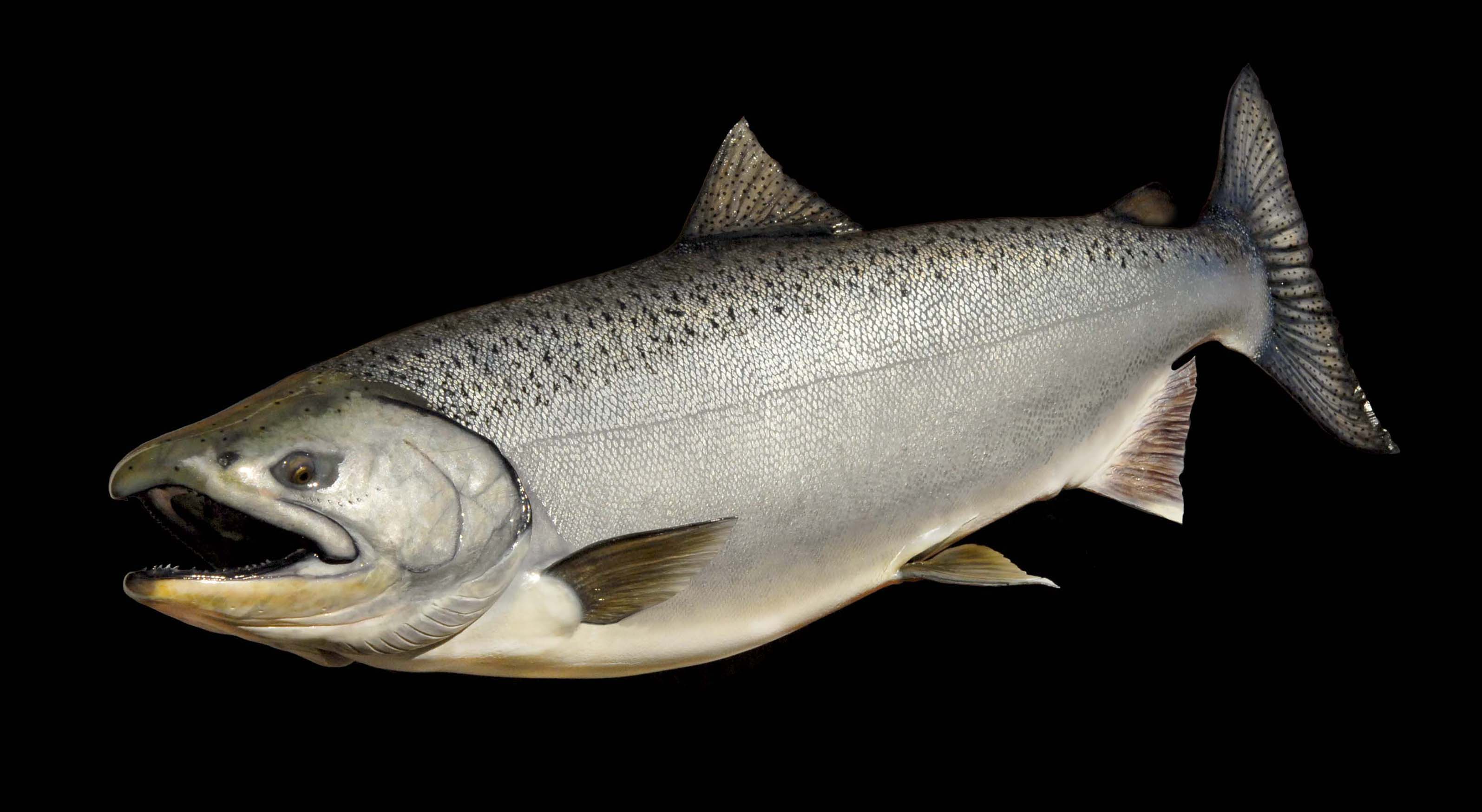 Chinook Salmon (King)